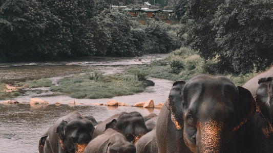 The Rich Scents of Sri Lanka's Spice Gardens