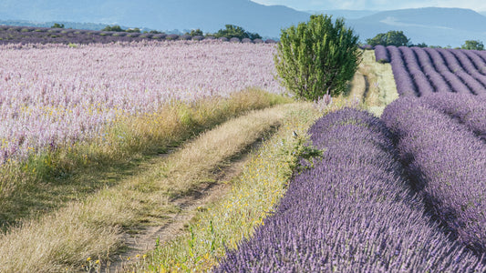 Biking through Lavender Fields: A Scented Cycling Tour in Provence, France