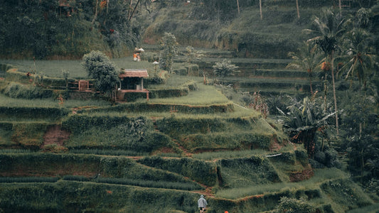 Scented Serenity in Bali: A Retreat to Ubud's Fragrant Rice Terraces