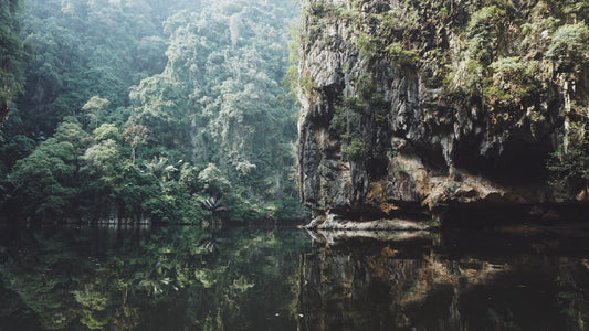 The Floral Scents of Malaysia's Rainforests