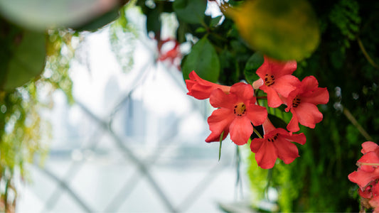 The Floral Scents of Singapore's Botanic Gardens