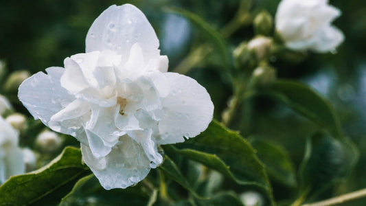 The Cultural Significance of Jasmine in Southeast Asia