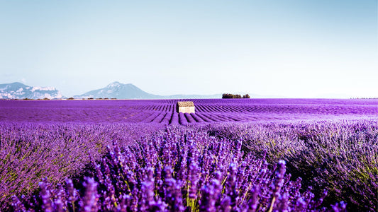 Provence's Lavender Fields: A Fragrant Journey through the Purple Landscapes