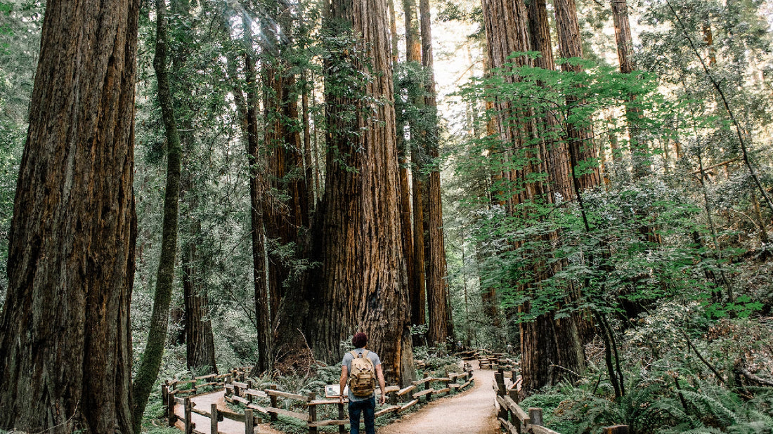 Adventure and Aromatherapy: Hiking Trails Infused with Natural Scents