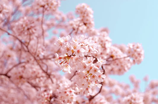 Aromatic Beauty: The Fragrances of Japan's Cherry Blossom Season