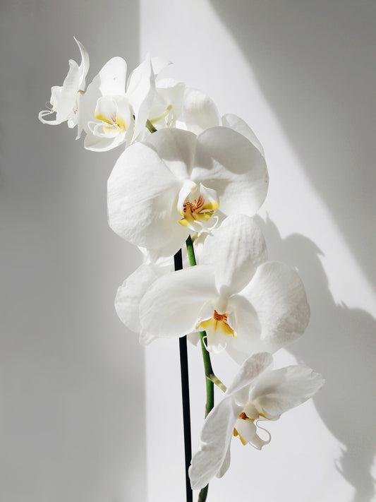 Exotic Blossoms: Capturing the Scent of Orchids in Luxury Home Perfumes