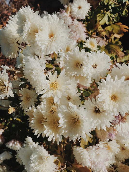 Floral Elixirs: Unlocking the Healing Potential of Flower-Based Aromatherapy