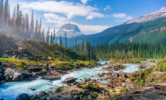 Scents of Nature: Traveling to Discover Unique Aromas in the Wilderness