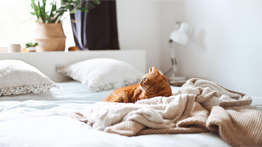 Pets and Scents: The Benefits of Aromatherapy for Your Furry Friend